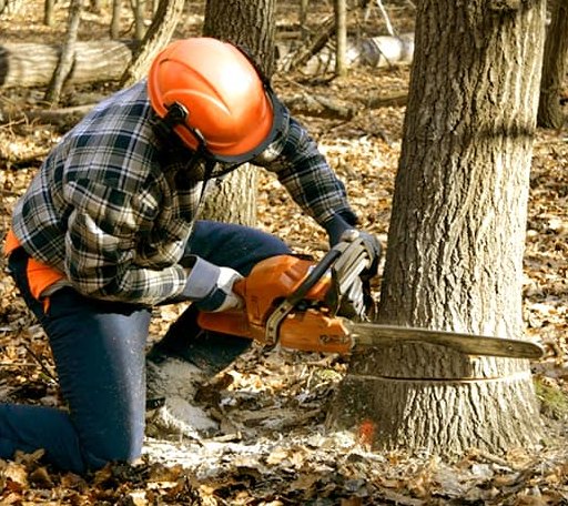 Tree Removal in Rio, WI